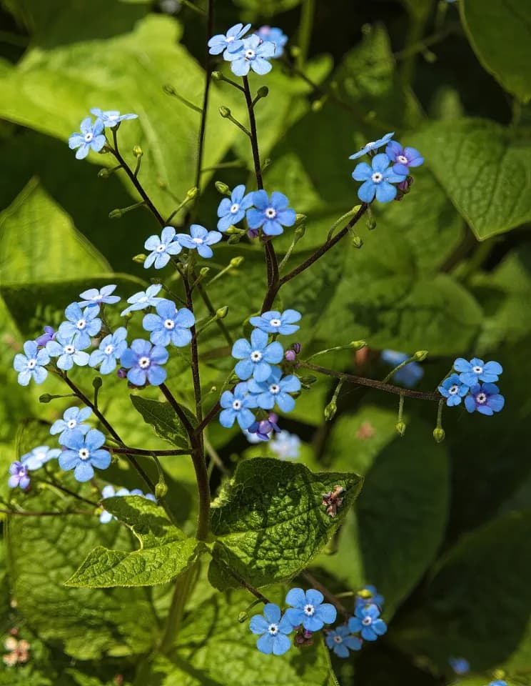 Брунера: представитель таксона Brunnera