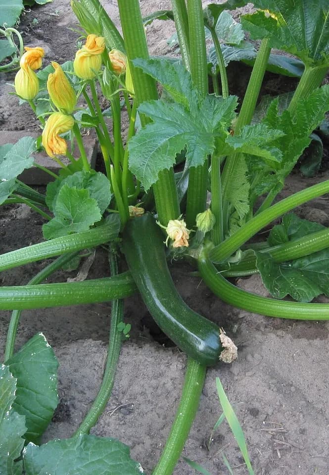 Кабачки: представитель таксона Cucurbita pepo subsp. pepo