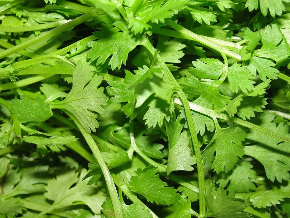 Кинза (кориандр): представитель таксона Coriandrum sativum