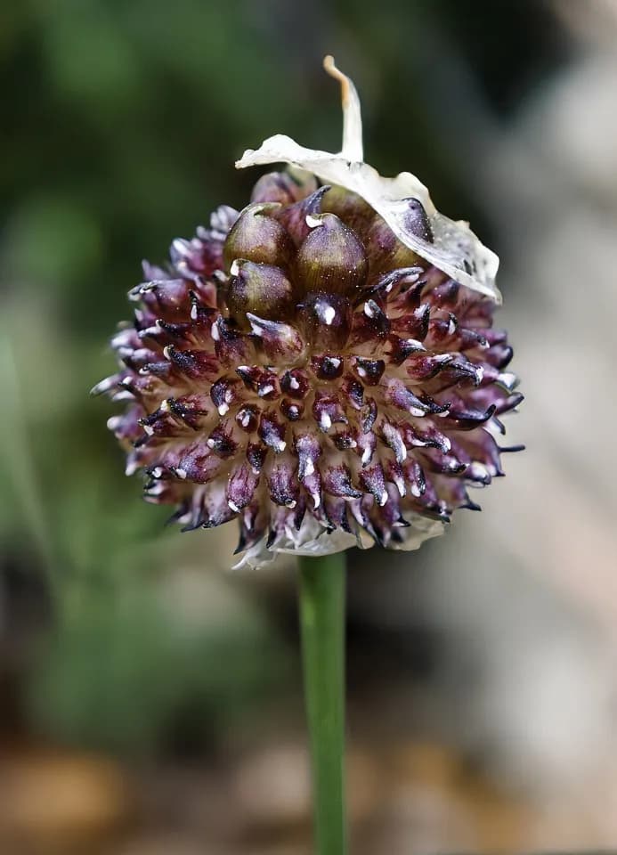 Лук декоративный: представитель таксона Allium