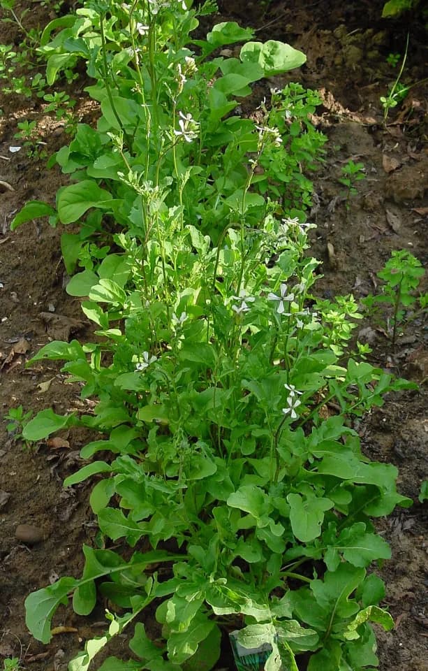 Рукола (индау): представитель таксона Eruca vesicaria subsp. sativa