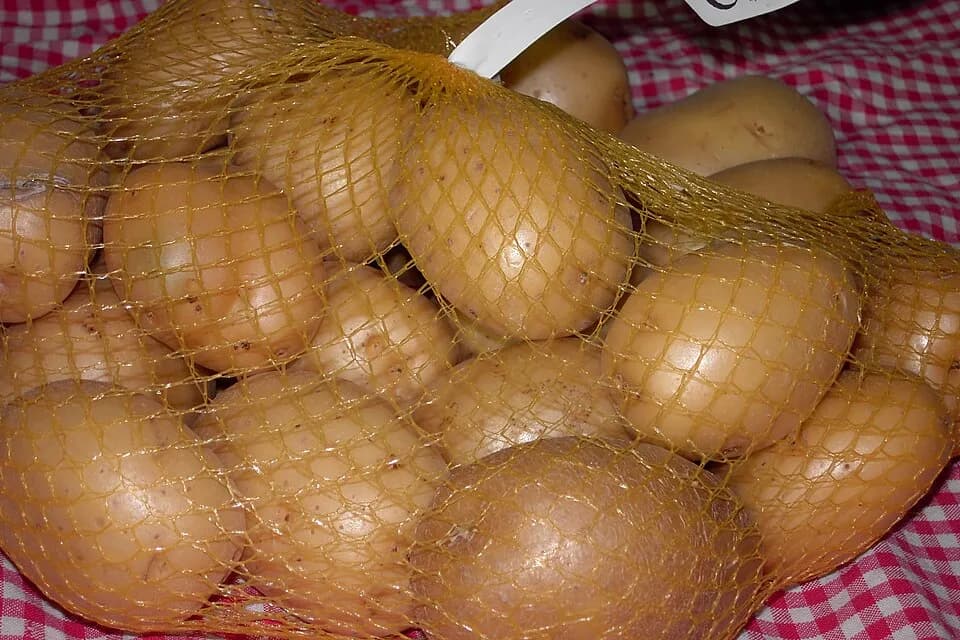 Картофель Агата — фотография сорта