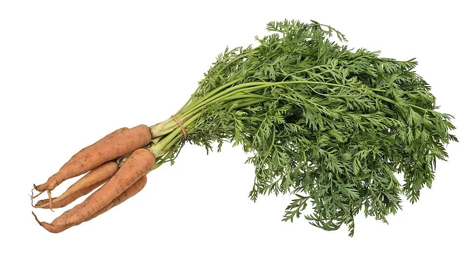 Морковь (Daucus carota) — фотография растения