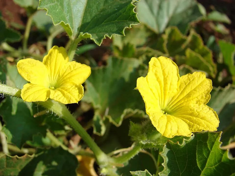 Дыни: представитель таксона Cucumis melo