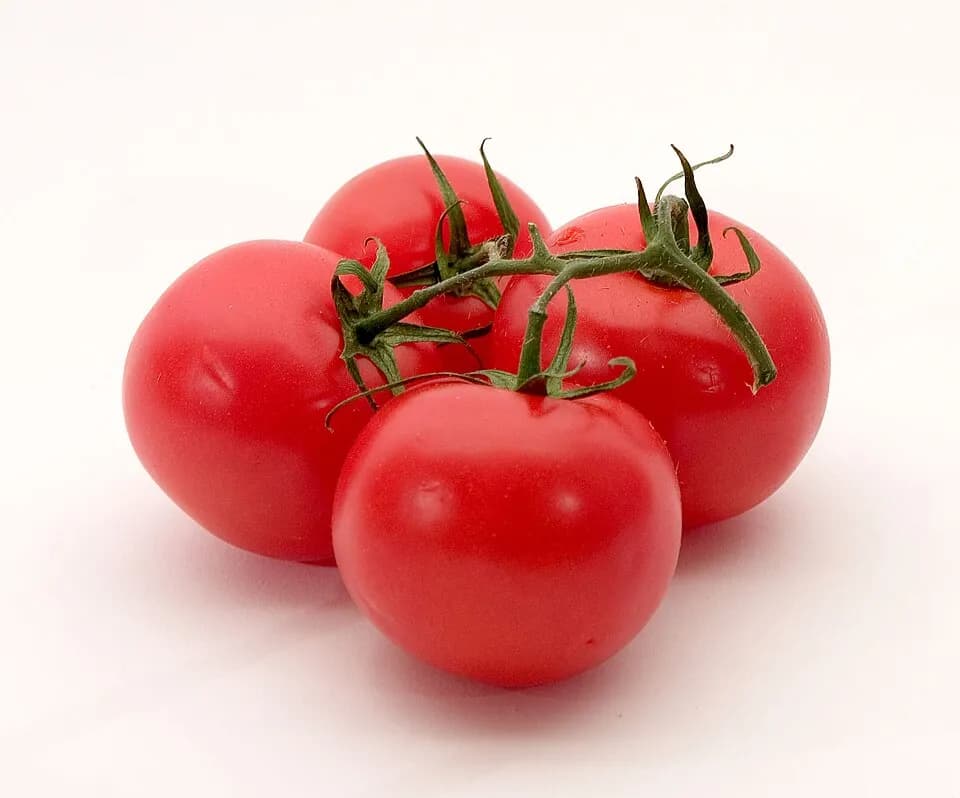 Томат (Solanum lycopersicum) — фотография растения